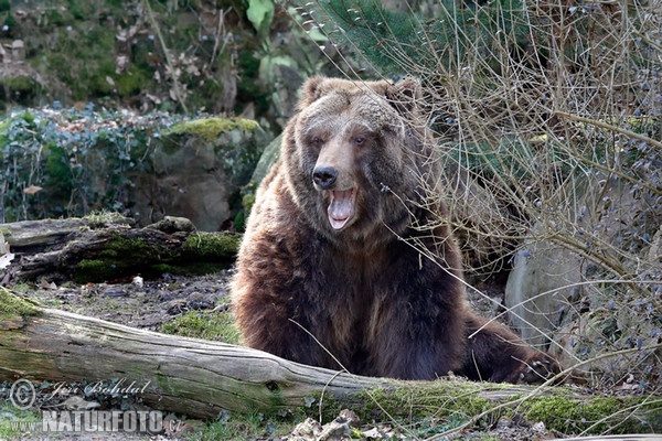 Grizzlybär