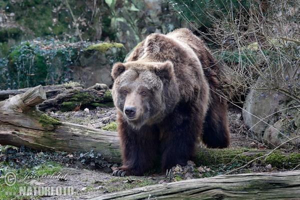 Grizzlybär