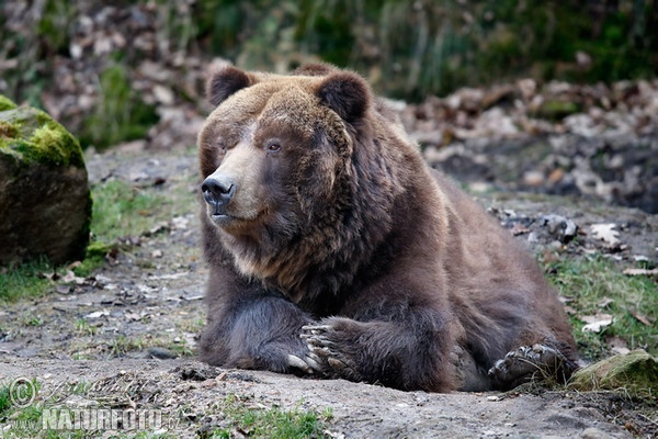 Grizzlybär