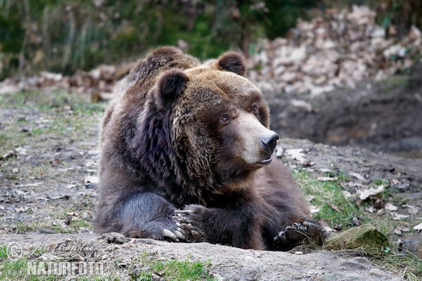 Grizzlybär