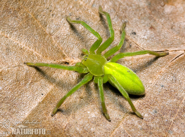 Grüne Huschspinne