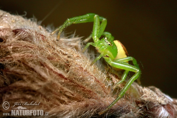 Grüne Krabbenspinne