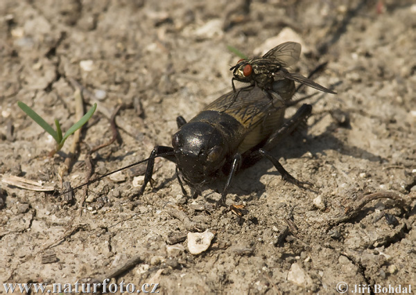 Gryllus campestris