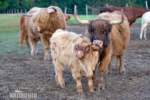 Highland race bovine