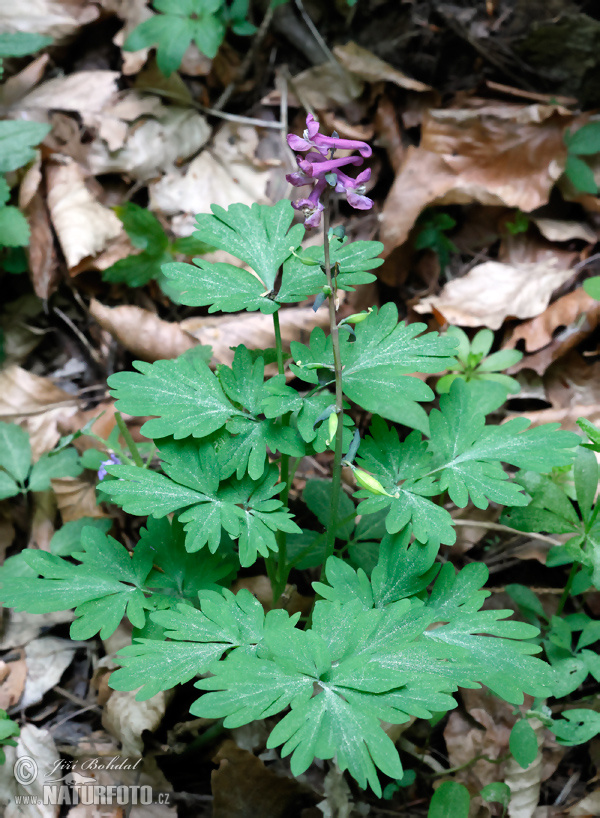 Hohler Lerchensporn - Hohlknolliger Lerchensporn