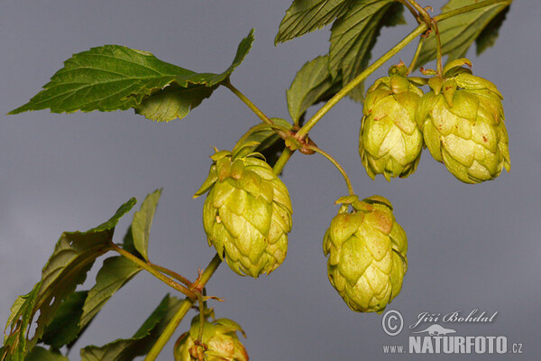 Humulus lupulus