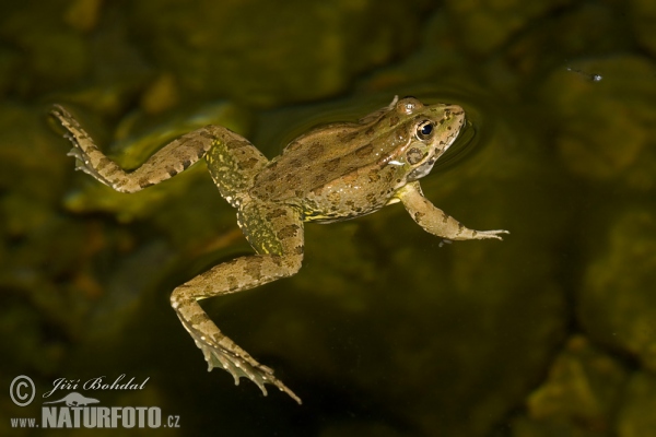 Iberischer Wasserfrosch