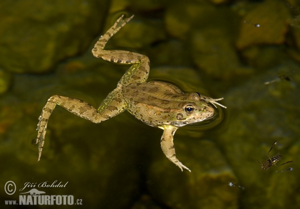 Iberischer Wasserfrosch