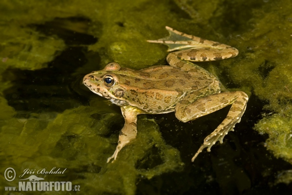 Iberischer Wasserfrosch