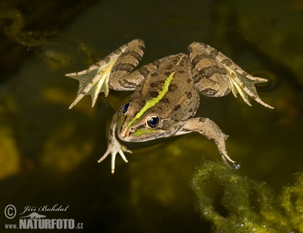 Iberischer Wasserfrosch