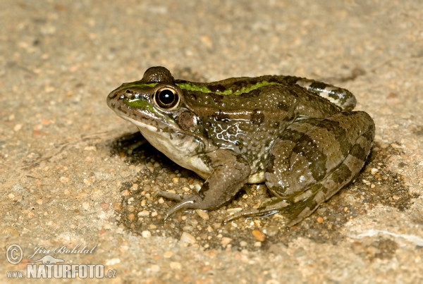 Iberischer Wasserfrosch