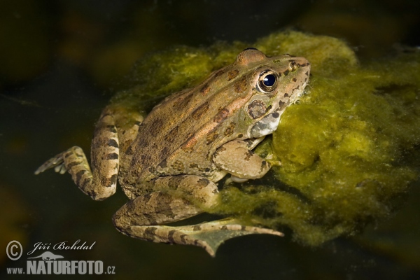 Iberischer Wasserfrosch