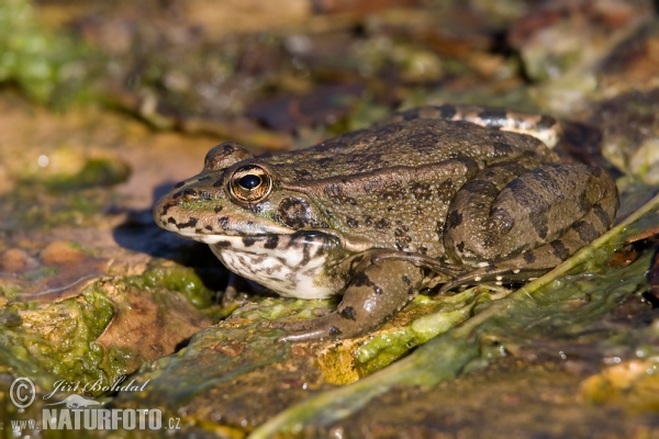 Iberischer Wasserfrosch