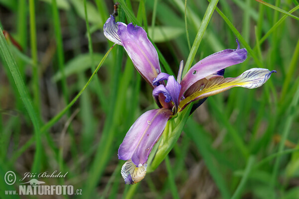 Iris graminea