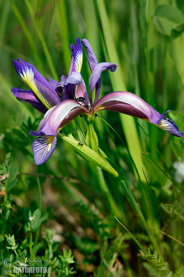 Iris graminea