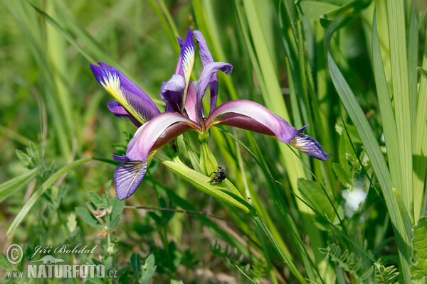 Iris graminea