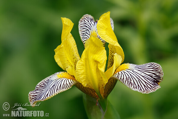 Iris variegata