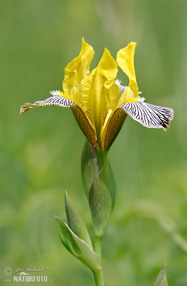 Iris variegata