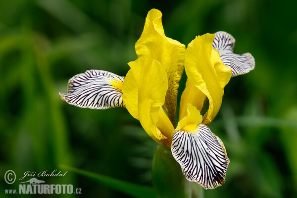 Iris variegata