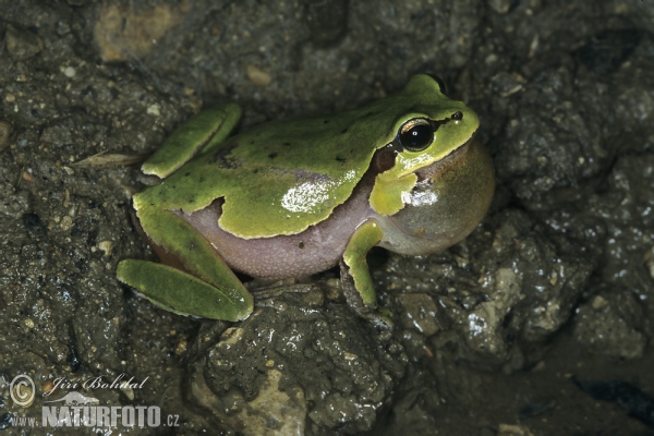 ittelöstlicher Laubfrosch