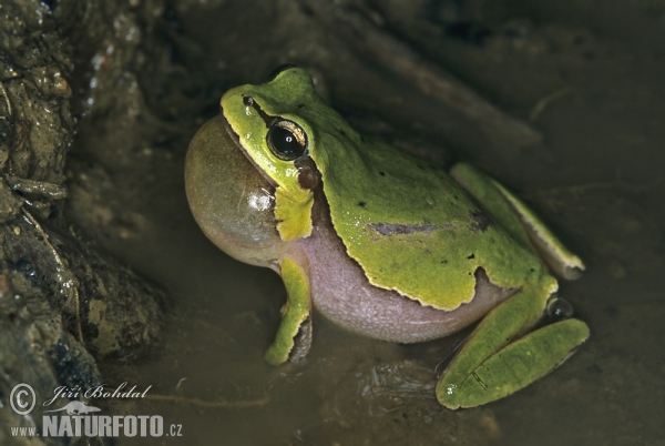 ittelöstlicher Laubfrosch