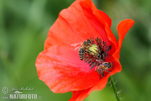 Klatschmohn