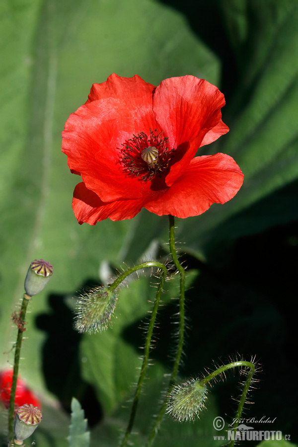 Klatschmohn