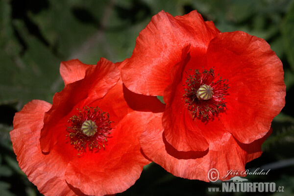 Klatschmohn