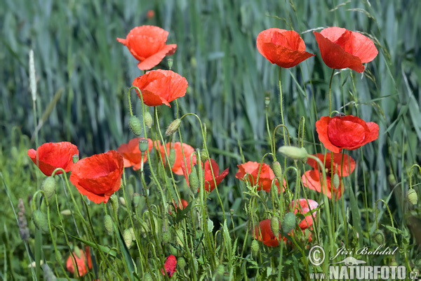 Klatschmohn