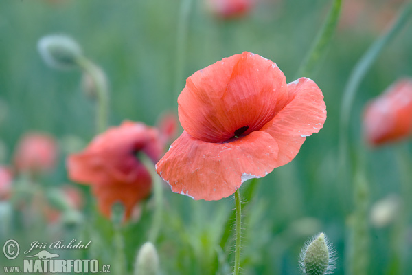 Klatschmohn