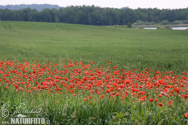 Klatschmohn