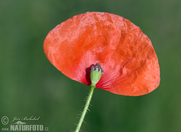 Klatschmohn