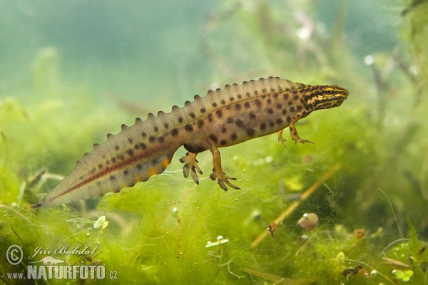 Kleine watersalamander