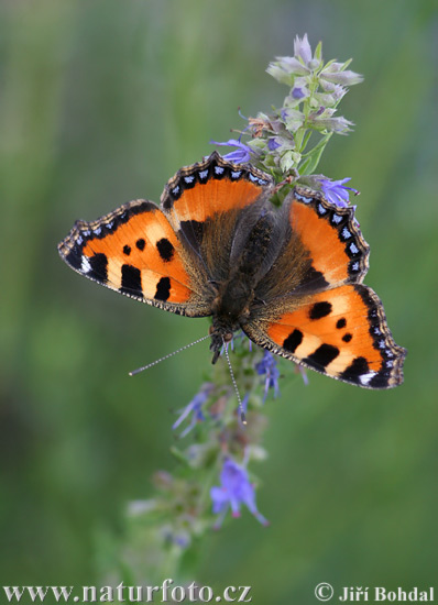 Kleiner Fuchs