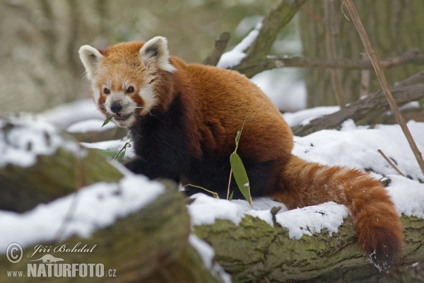 Kleiner Panda