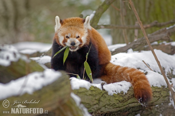 Kleiner Panda