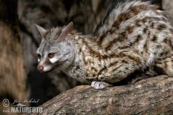 Kleinfleck-Ginsterkatze