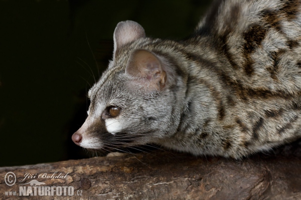 Kleinfleck-Ginsterkatze