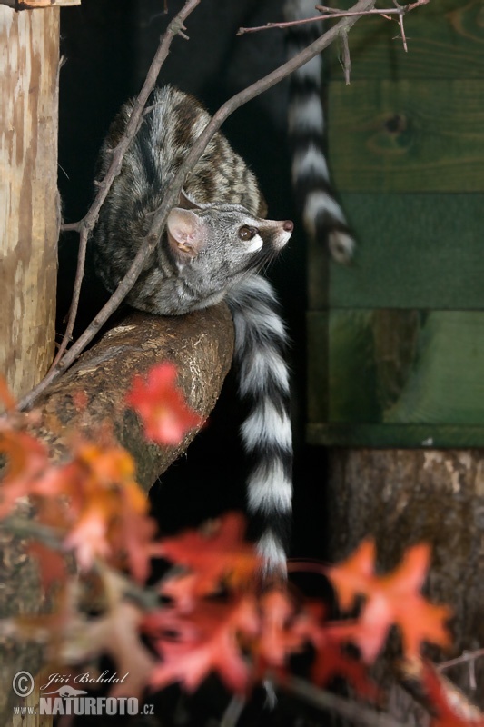 Kleinfleck-Ginsterkatze