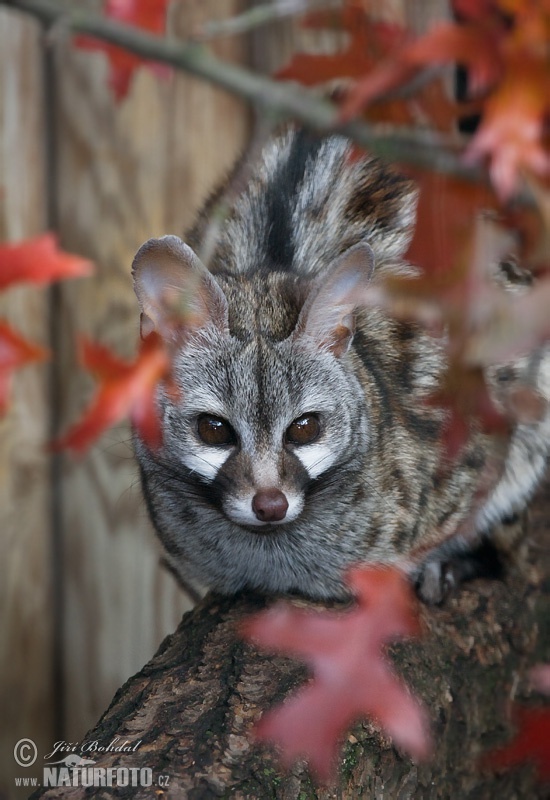 Kleinfleck-Ginsterkatze