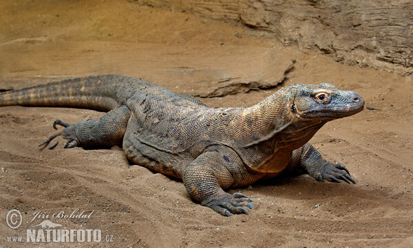 Komodo varaan