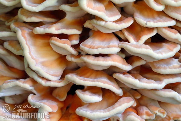 Laetiporus sulphureus