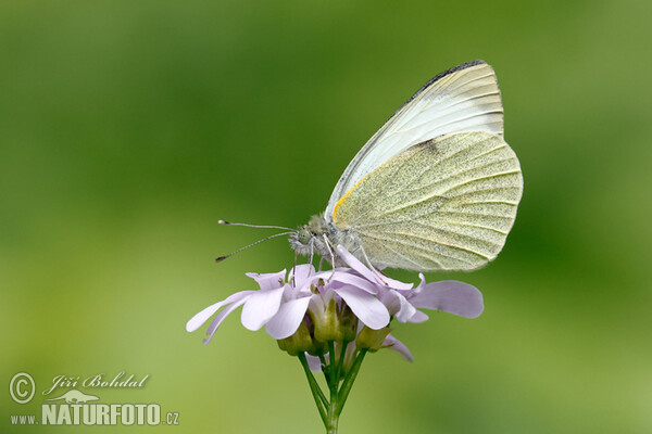 Large White (Pieris brassicae)