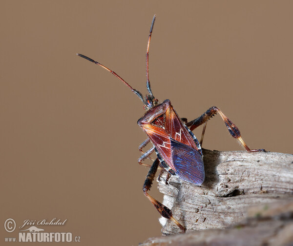 Leptoglossus occidentalis