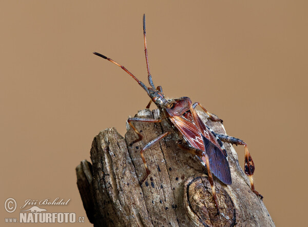 Leptoglossus occidentalis