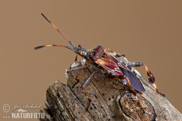 Leptoglossus occidentalis