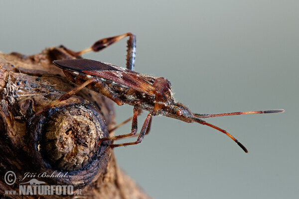 Leptoglossus occidentalis