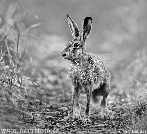 Lepus europaeus Pictures, Brown Hare Images, Nature Wildlife Photos ...