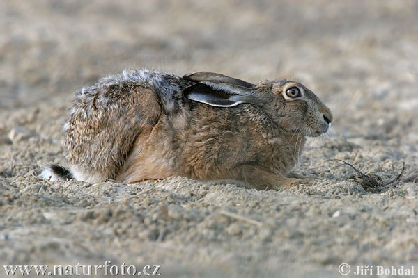 Lepus europaeus