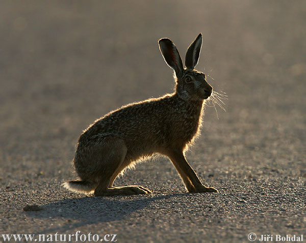 Lepus europaeus